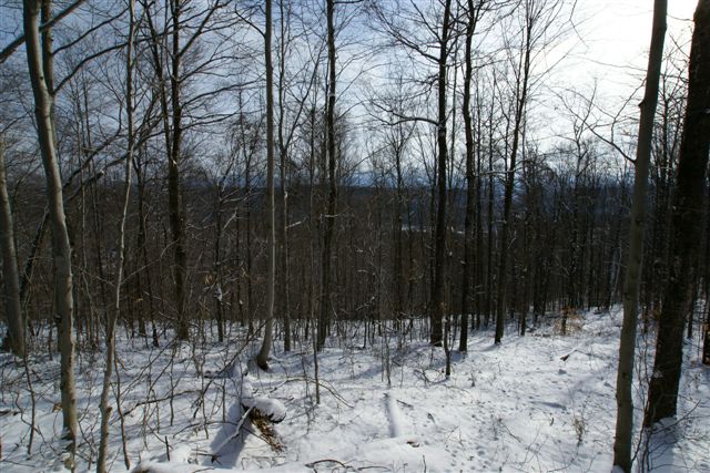 Woods Vermont View